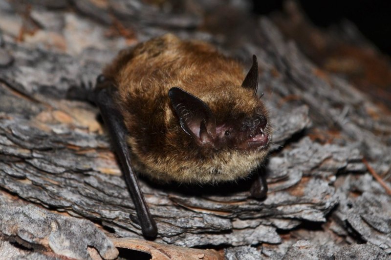 Усатая ночница Myotis mystacinus