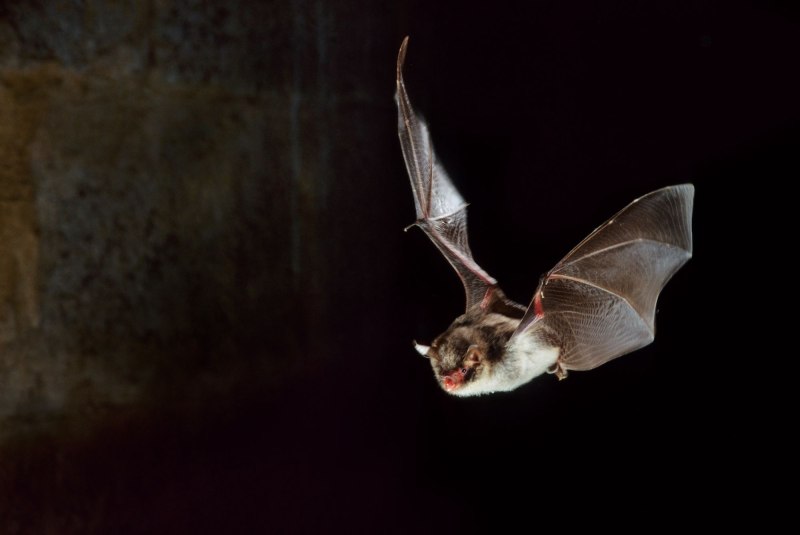 Водяная ночница (Myotis daubentoni