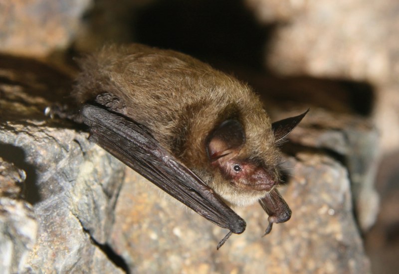 Трехцветная ночница Myotis emarginatus
