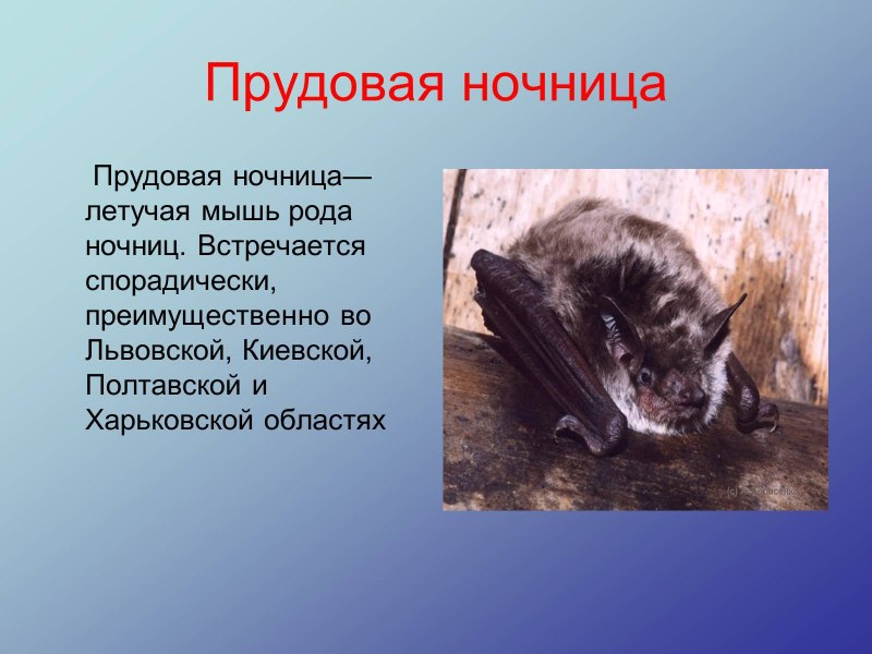 Прудовая ночница красная книга
