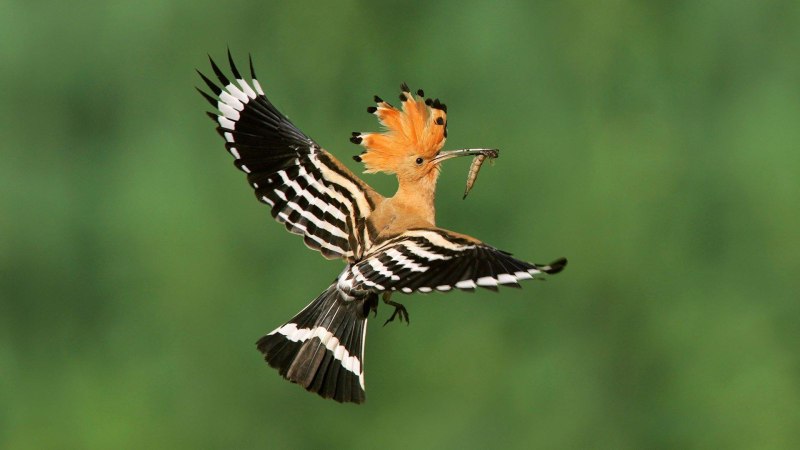 Удод (Hoopoe)