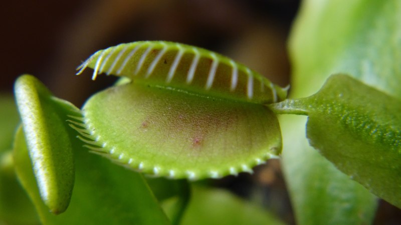 Venus Flytrap Marina обложка