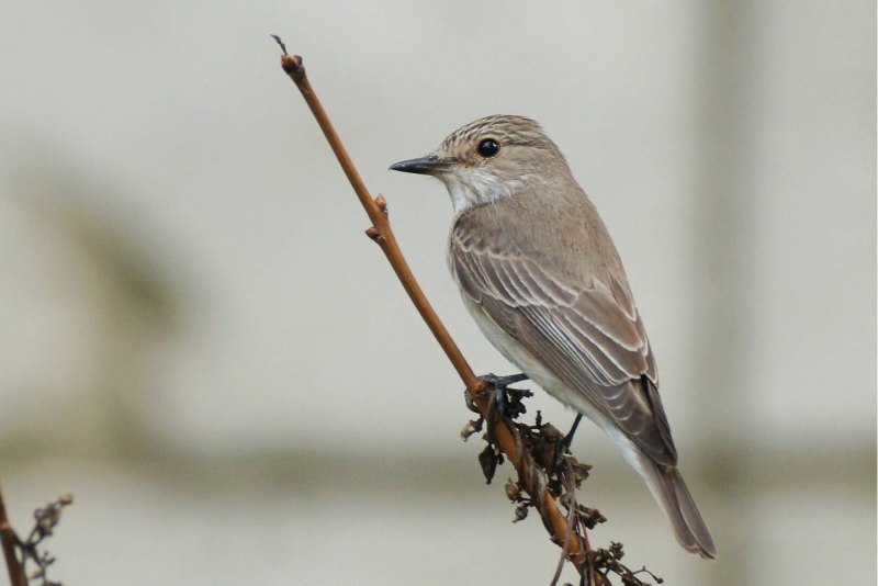 Серая мухоловка (Muscicapa striata)