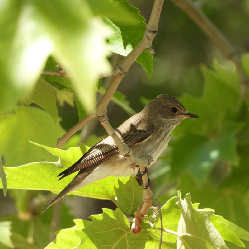 Серая мухоловка (Muscicapa striata)