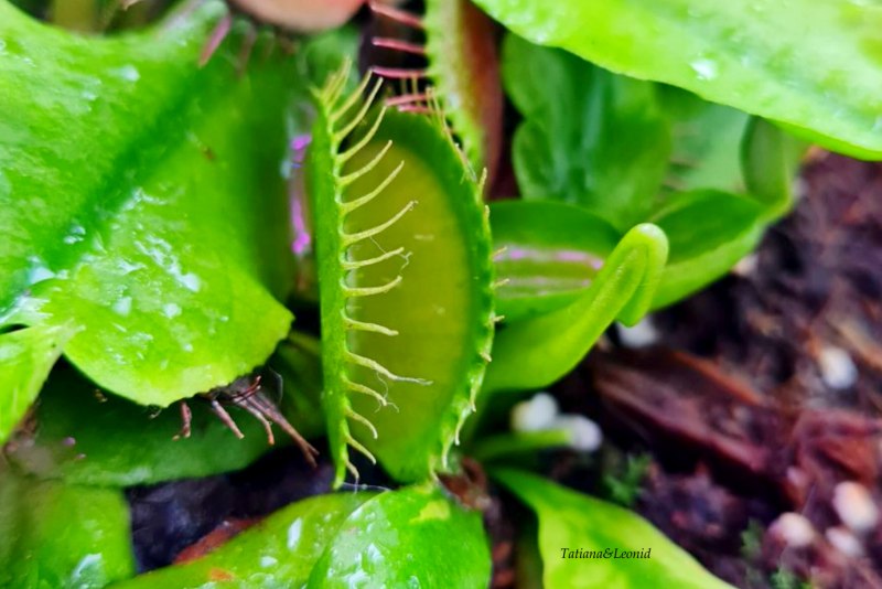 Dionaea Green Wizard