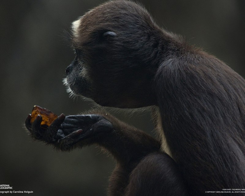 National Geographic приматы