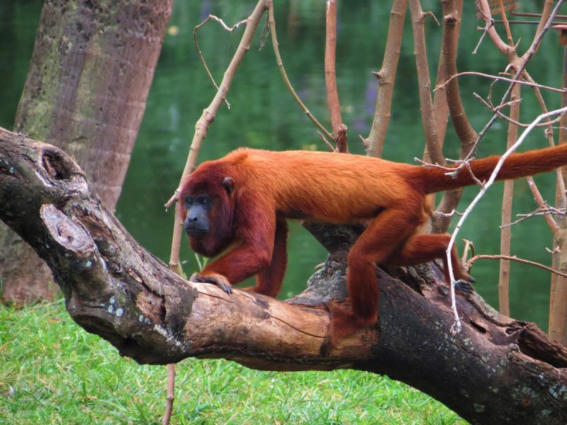 Alouatta seniculus