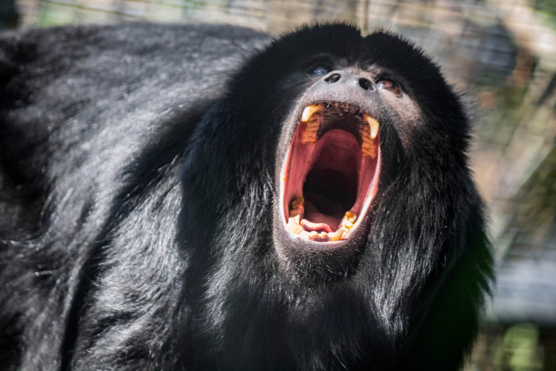 Monkey Call
