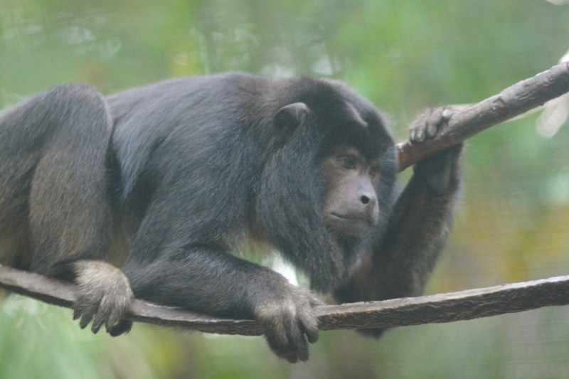 Alouatta Caraya