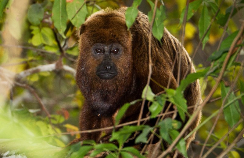Alouatta Guariba