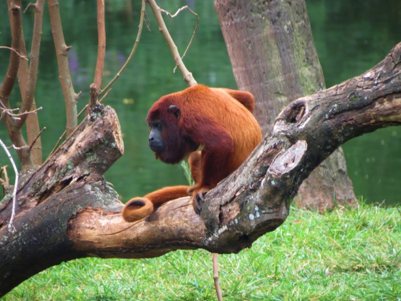 Alouatta seniculus