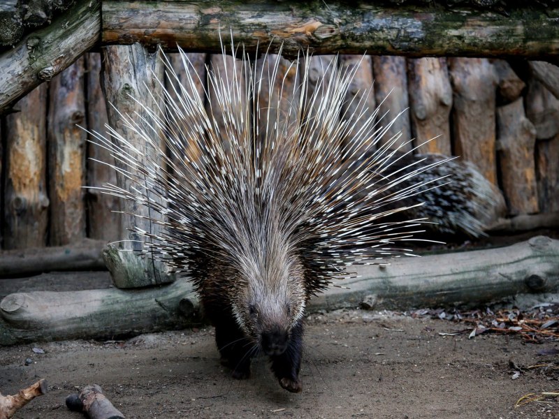 Hystrix cristata