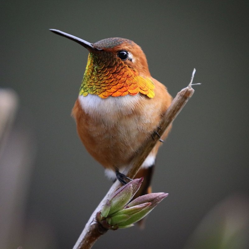 Rufous-Hummingbird
