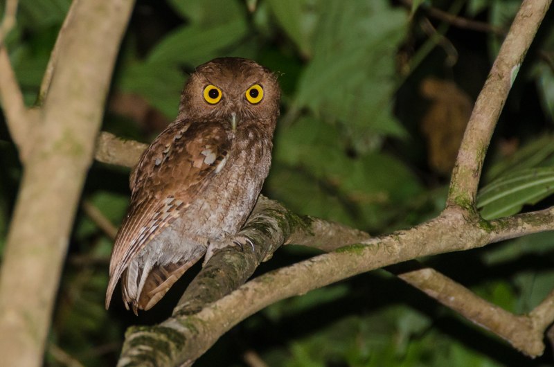 Megascops vermiculatus