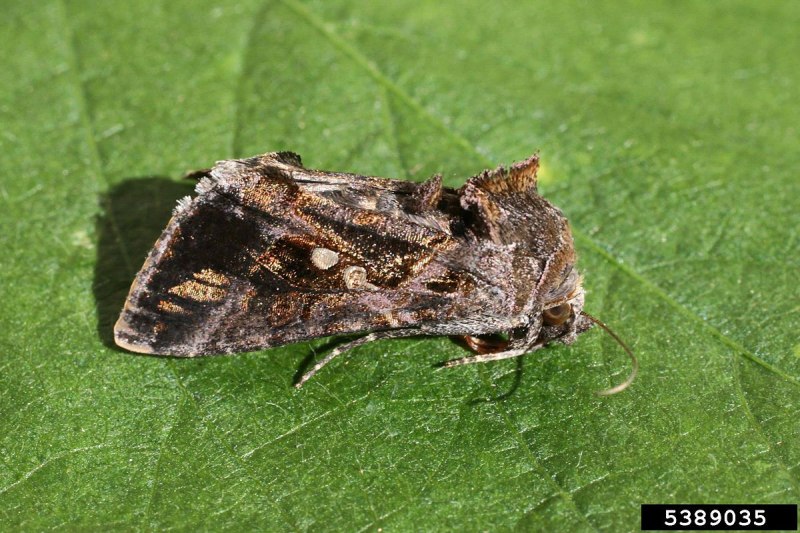 Chrysodeixis Chalcites