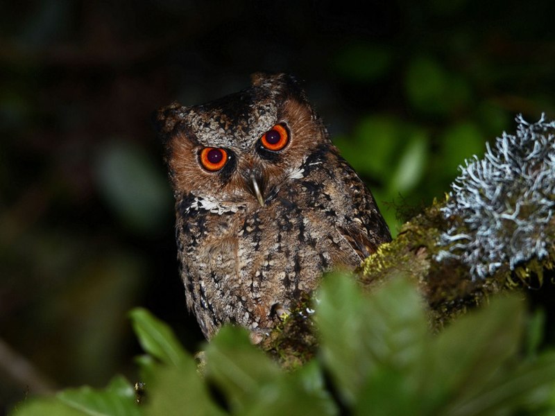 Otus megalotis