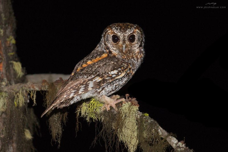 Psiloscops flammeolus