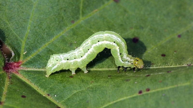 Chrysodeixis includens