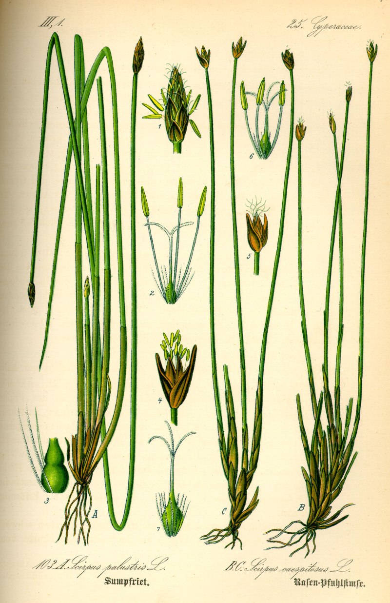 Eleocharis palustris