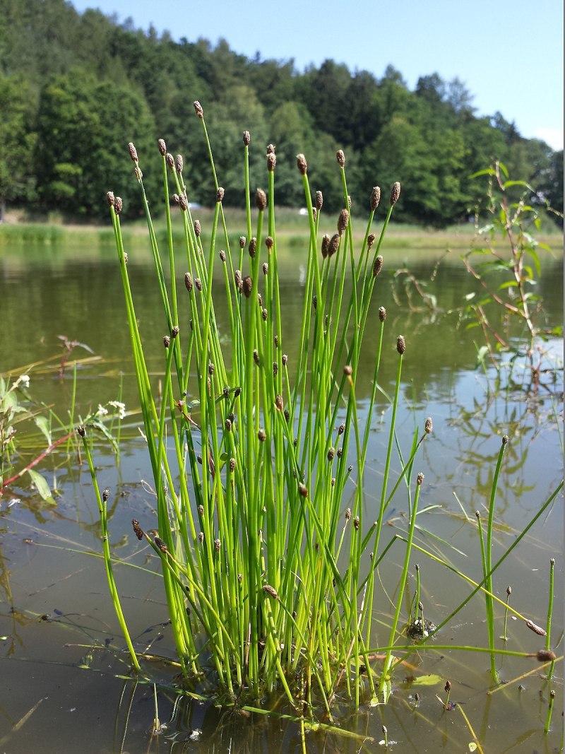 Болотница Болотная Eleocharis palustris