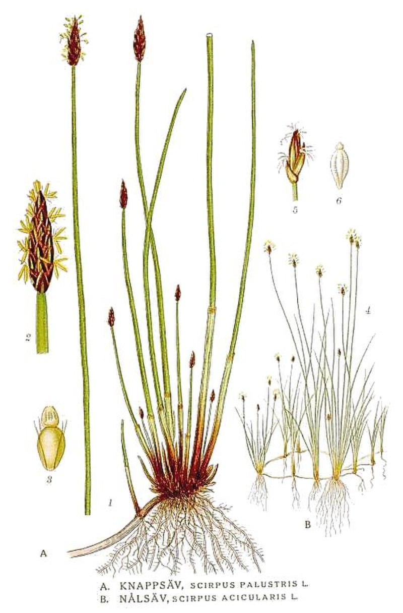 Болотница Болотная Eleocharis palustris