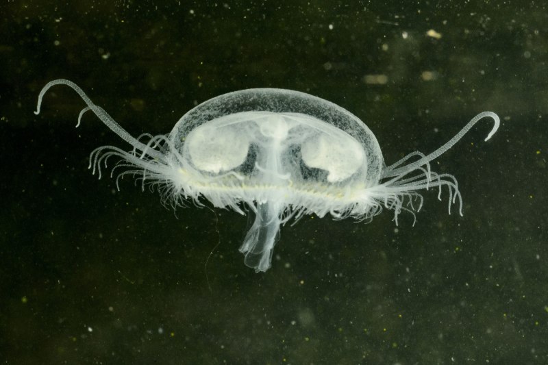 Craspedacusta sowerbii