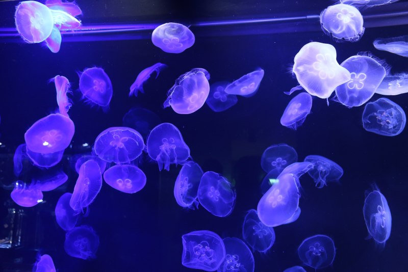 Медузы Cnidaria
