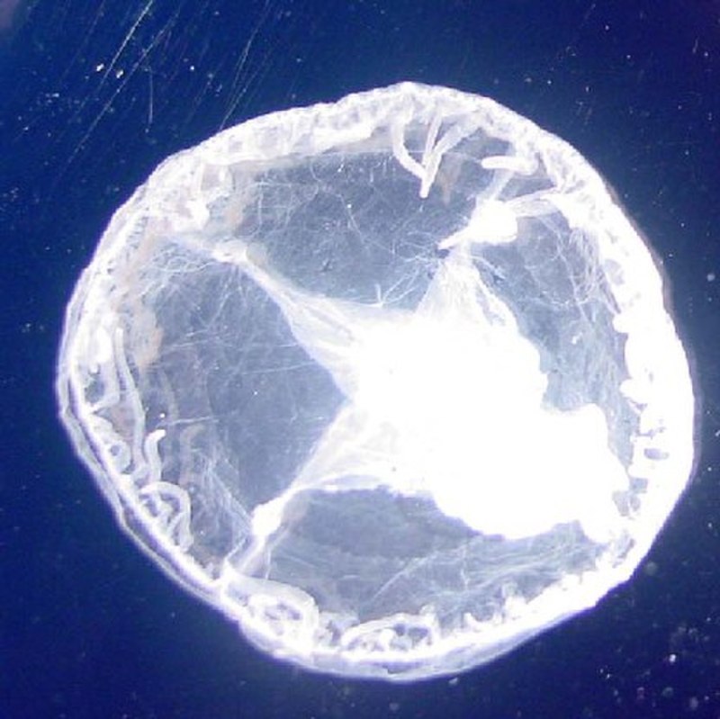 Microhydra sowerbii