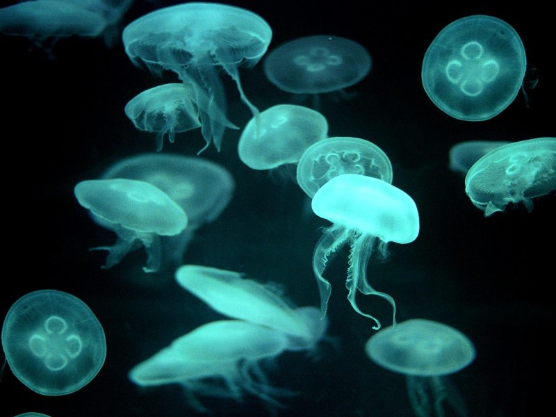 Phyllorhiza punctata медуза
