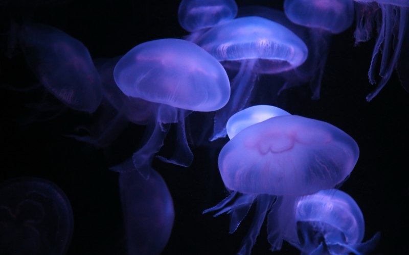 Phyllorhiza punctata медуза