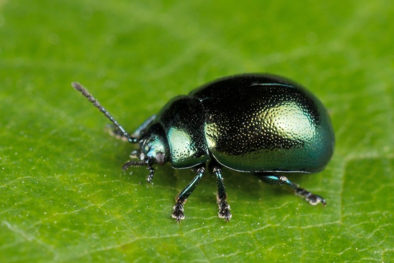 Листоед Chrysolina varians