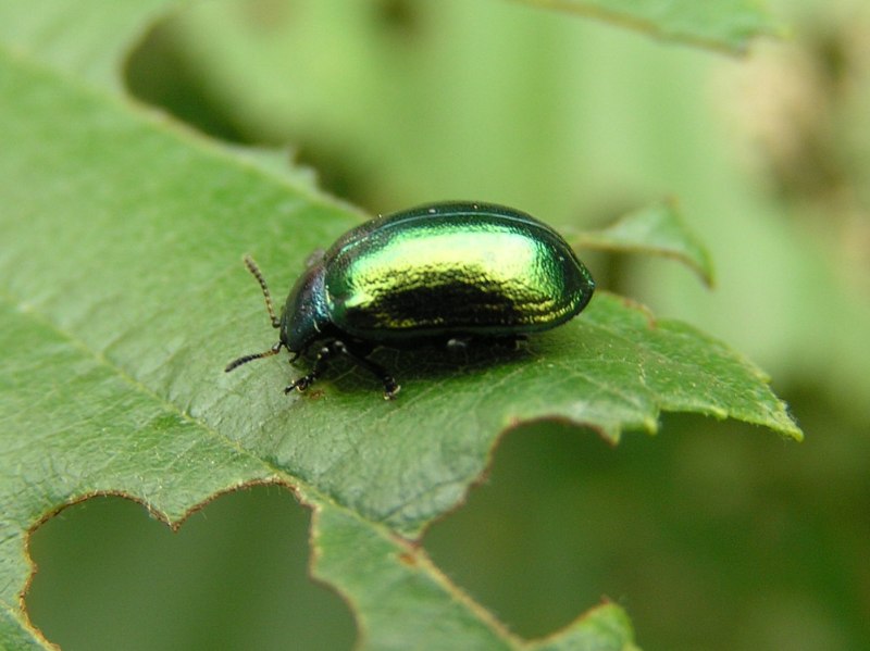 Plagiosterna aenea