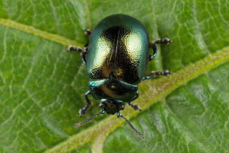 Листоед Chrysolina varians