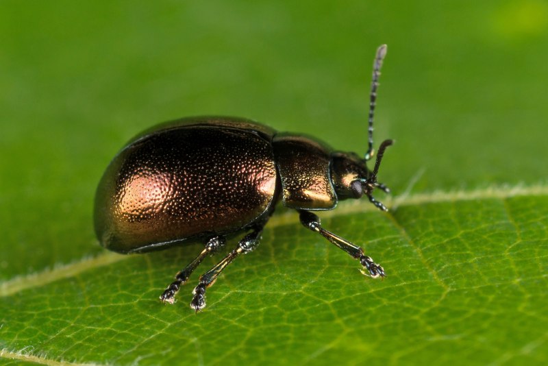 Листоед Chrysolina varians