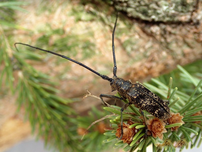 Жук усач Monochamus