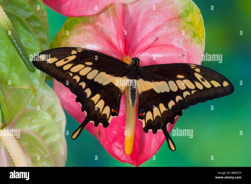 Papilio thoas бабочка