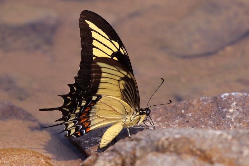 Heraclides androgeus