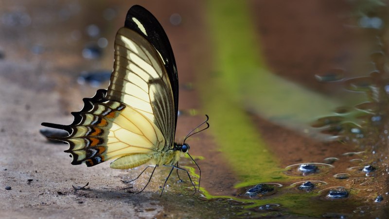 Papilio thoas Продолжительность жизни