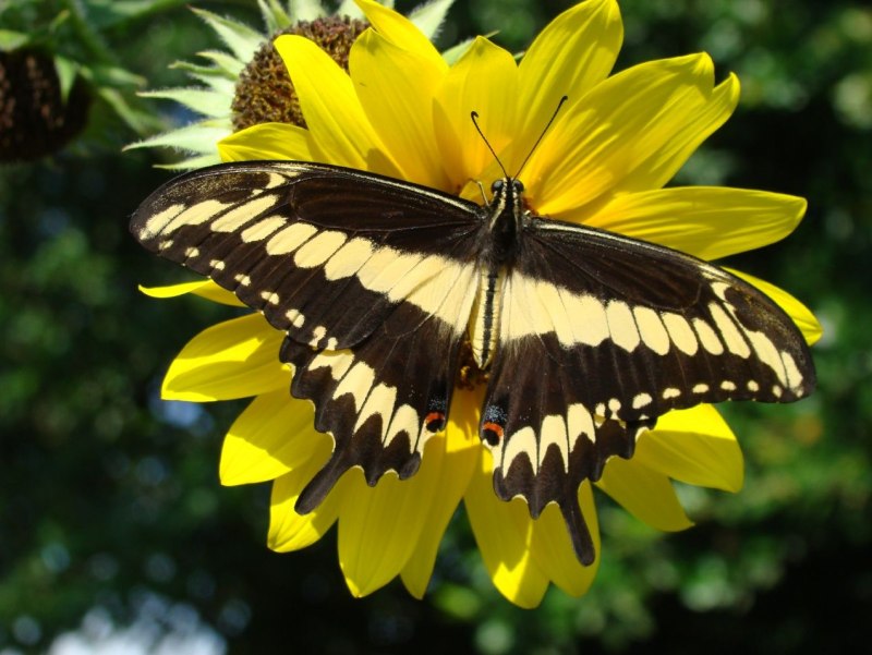Papilio thoas бабочка
