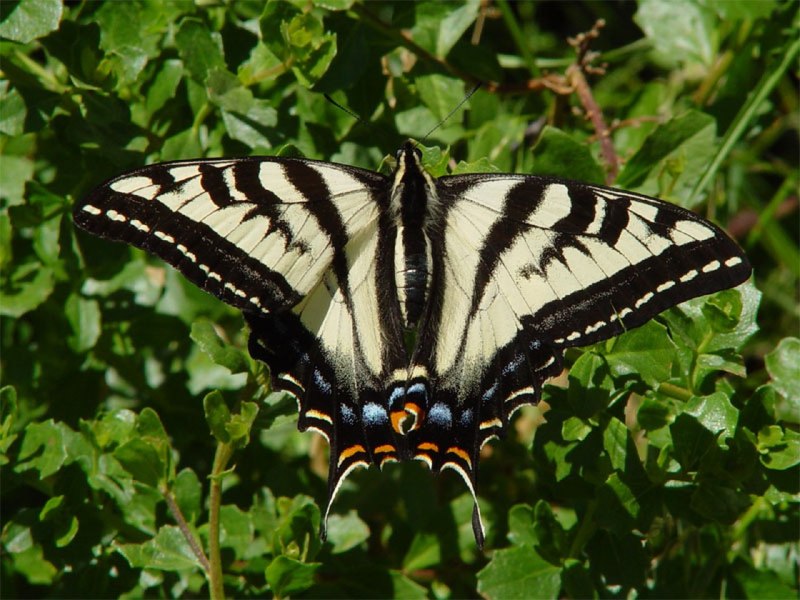 Papilio Eurymedon