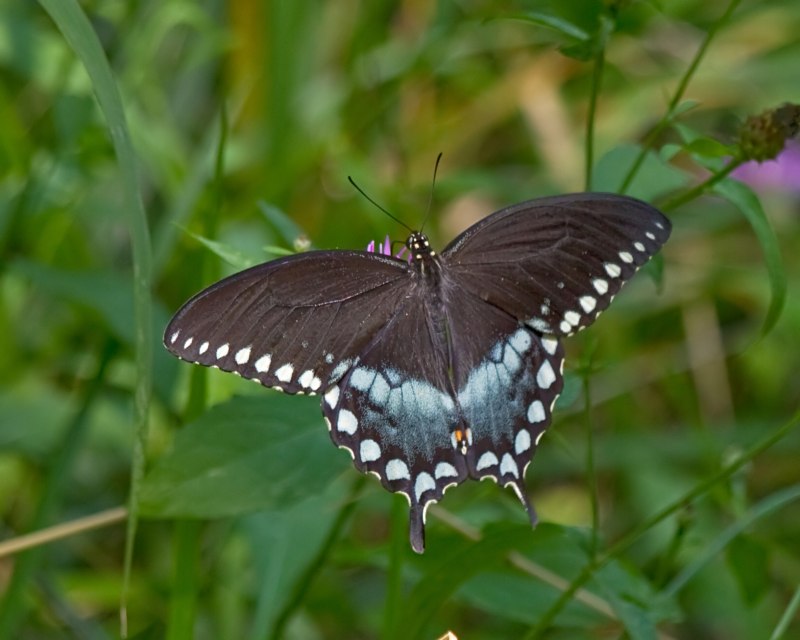 Papilio Troilus бабочка