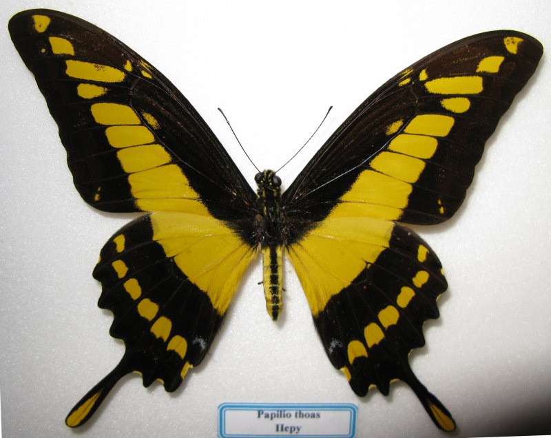 Парусник Тоас (Papilio thoas)