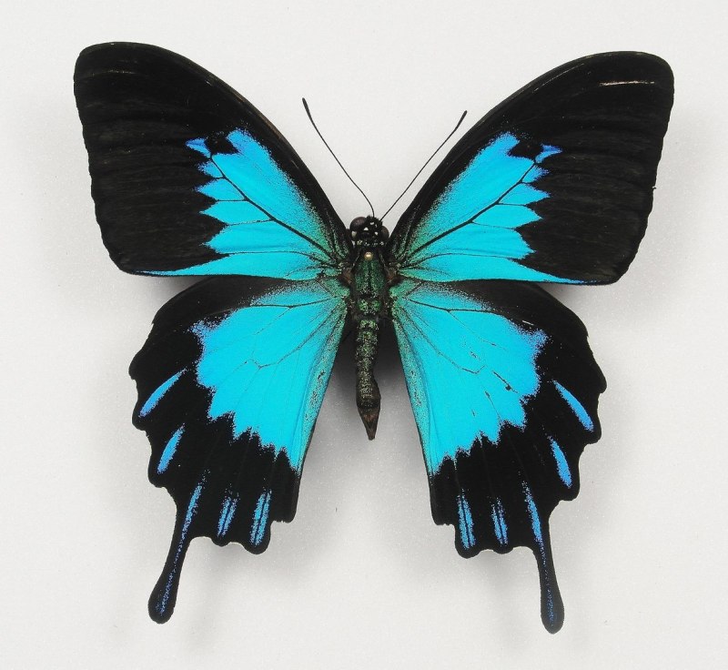 Парусник Улисс (Papilio Ulysses)