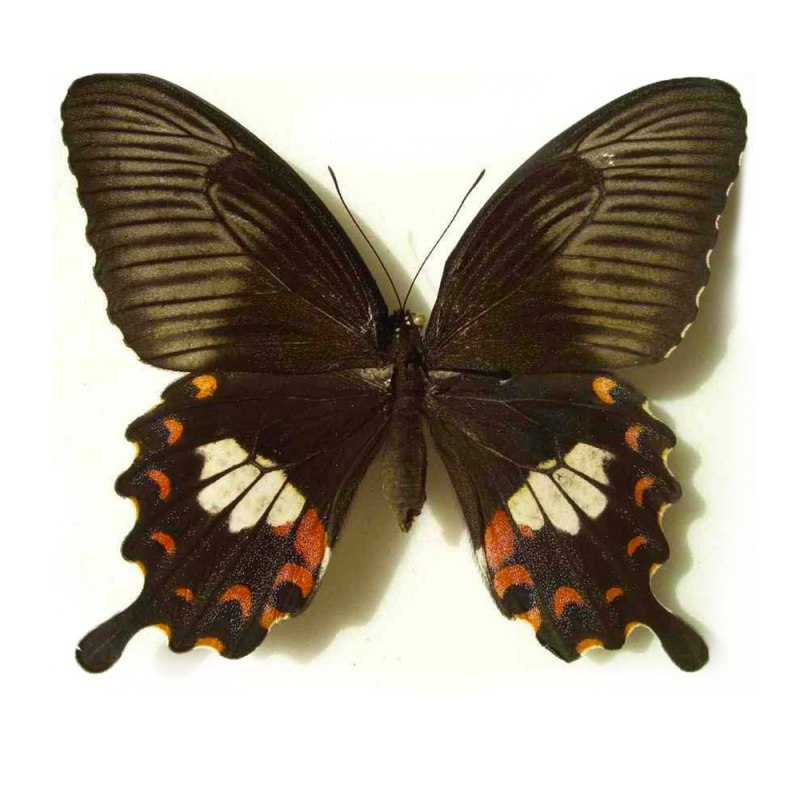 Papilio hipponous бабочка