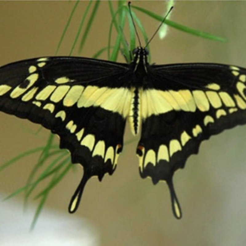 Papilio thoas бабочка