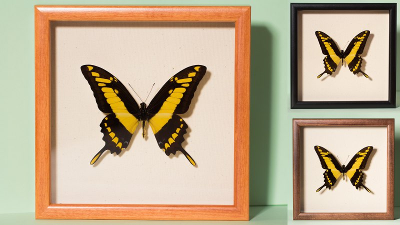 Papilio thoas Cyniras