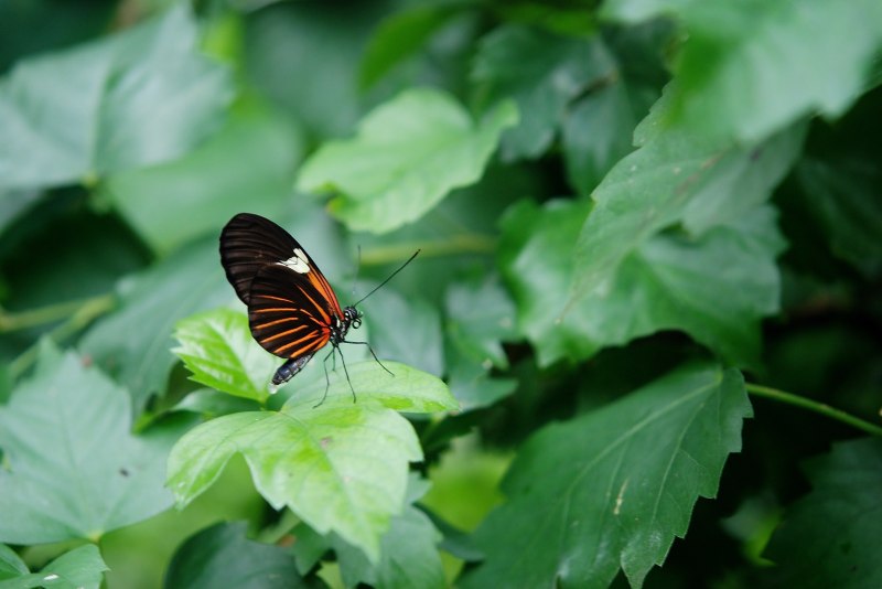 Papilio Rumanzovia бабочка