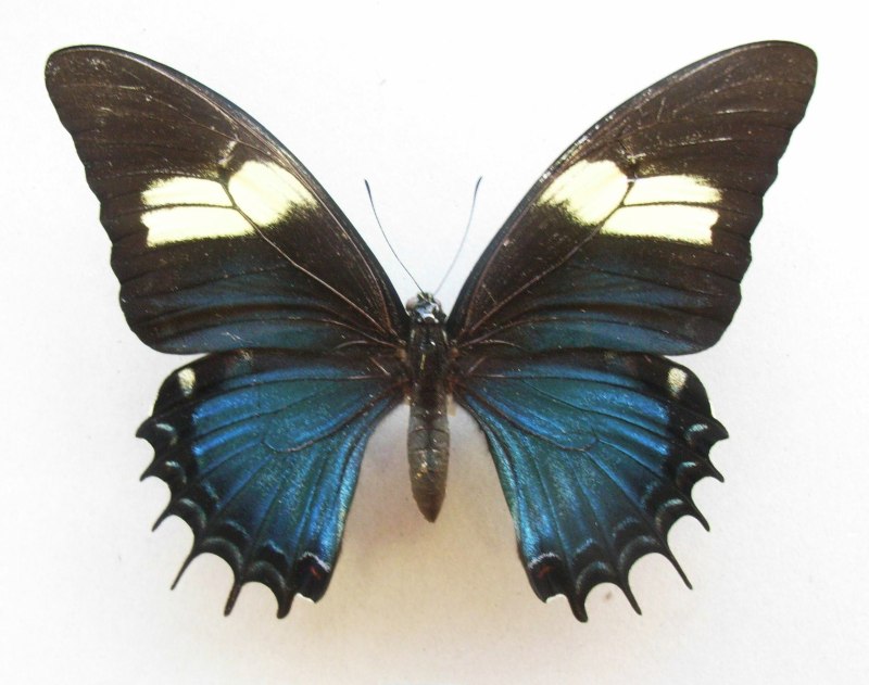 Papilio androgeus