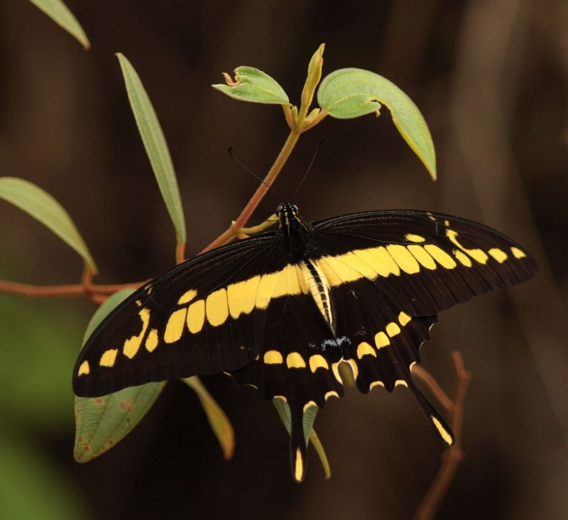 Papilio thoas бабочка