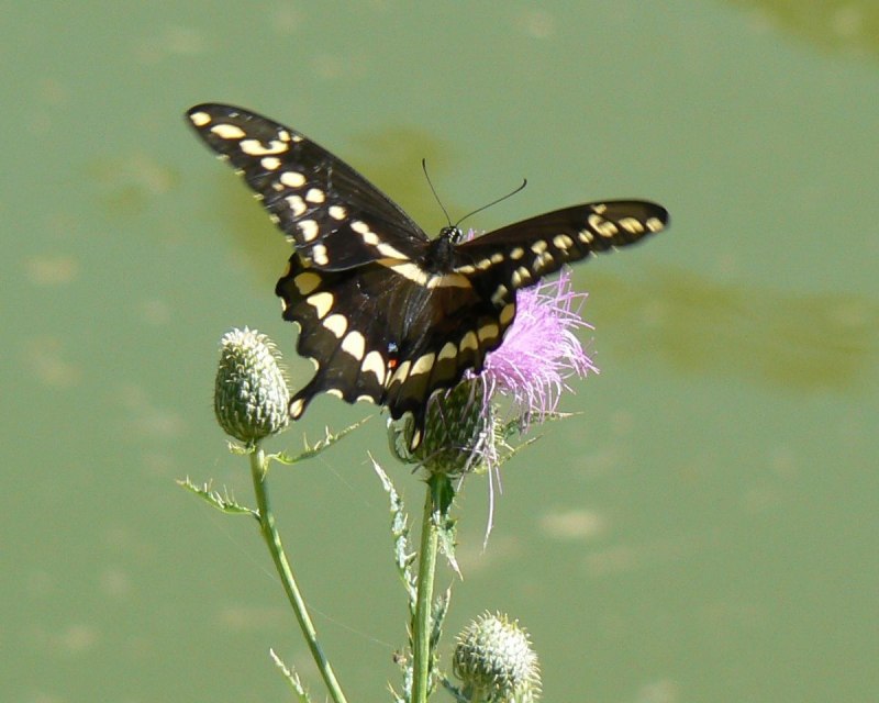 Papilio cresphontes